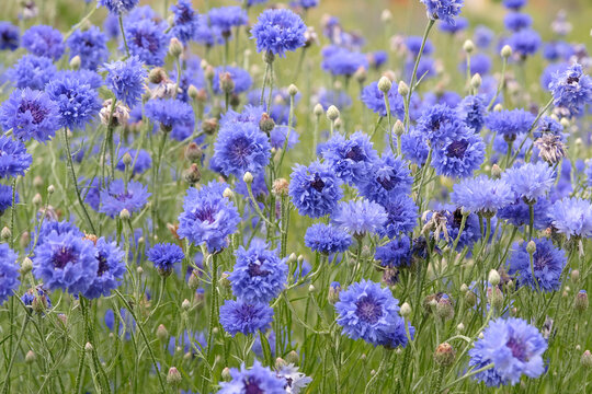 Blue Centaurea cyanus, commonly known as cornflower or bachelor's button in flower.