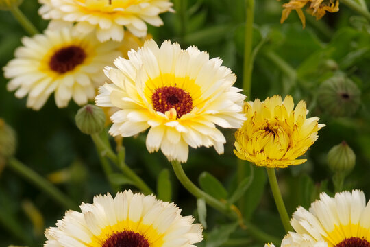 Yellow Calendula officinalis, pot marigold, &lsquo;Snow Princess&rsquo; in flower.