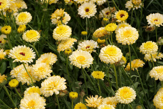 Yellow Calendula officinalis, pot marigold, &lsquo;Snow Princess&rsquo; in flower.