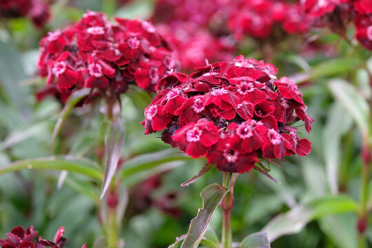 Wine red Dianthus barbatus, Black Cherry Sweet William,. in flower.