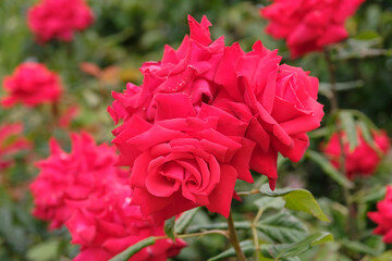 Fototapeta premium Red miniature hybrid tea rose, rosa ‘My Valentine’ in flower.