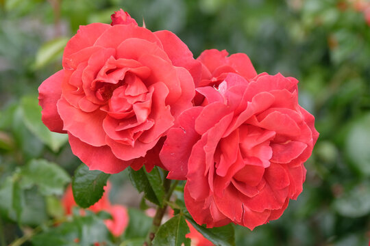 Deep rust orange floribunda rose, rosa &lsquo;Hot Chocolate&rsquo;  in flower.