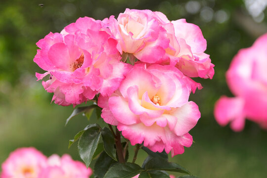 Pink and white hybrid tea rose, rosa &lsquo;You&rsquo;re My Everything&rsquo;  in flower.