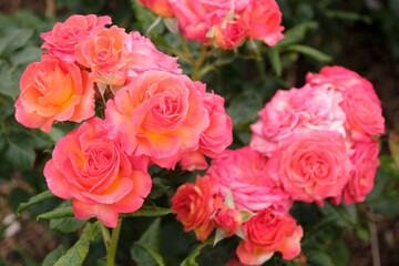 Obraz premium Orange and pink hybrid tea rose, rosa ‘Volcano’ in flower.