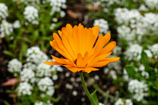 Close-up of bright orange calendula marigold flower in a garden
