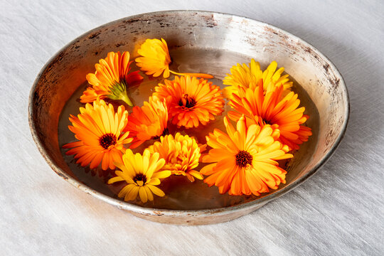Fresh calendula marigold flowers floating in a bowl of water