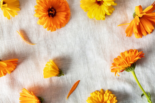 Organic calendula flowers scattered on a white linen background