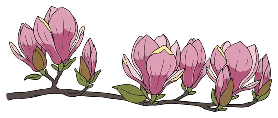 Spring branch with soft pink magnolia flowers and green leaves vector illustration © Anna