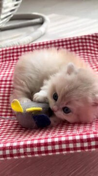 Fluffy cream kitten playfully batting at a small plush mouse toy in this adorable motion video clip for social media