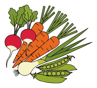 Fresh organic vegetables including carrots radish and green peas in flat vector style