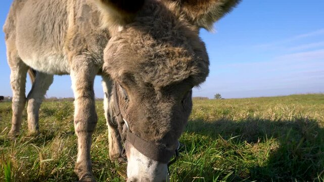 A brown donkey with a harness is eating grass in a lush green meadow. The scene is lit by sunlight with a clear blue sky in the background.