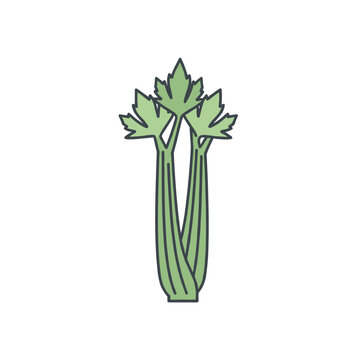 Green celery stalk with leaves illustration for representing healthy green vegetables, low calorie snacks, and crunchy ingredients.