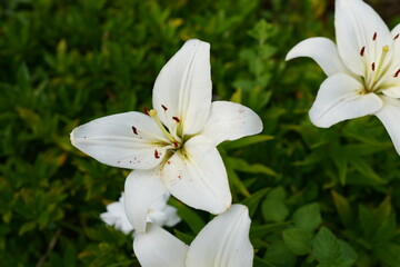 The lilies are in full bloom © Studio Liminia