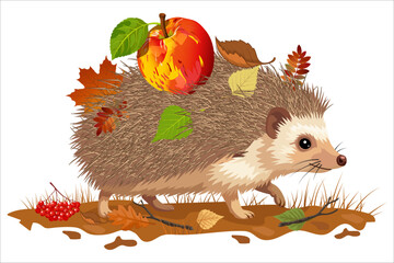 Hedgehog carrying autumn leaves and red apple on spiny back, fall foliage in orange yellow and green, standing on grass, illustration isolated on white background. © Irina