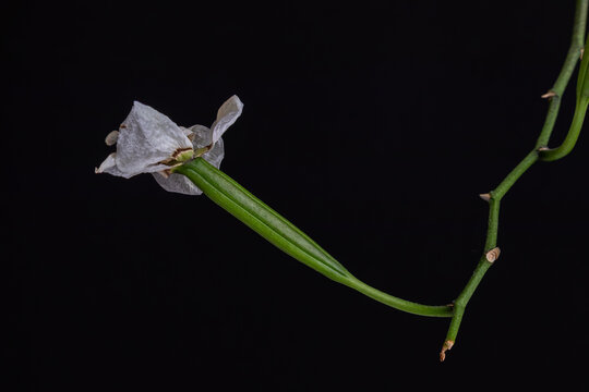 orchid flowers with seeds on black background