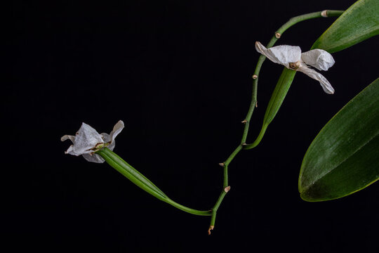 orchid flowers with seeds on black background