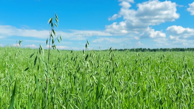 Green blades of oat grass sway gently against a bright blue sky on a sunny spring day.