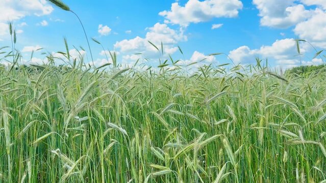 Golden wheat stalks swaying gently under a clear blue sky with fluffy white clouds