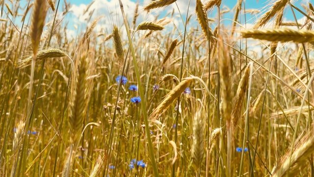 Golden wheat stalks swaying gently under a bright blue sky with delicate blue flowers