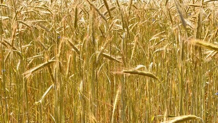 Fototapeta premium Golden wheat stalks swaying gently in the warm sunlight of a summer field