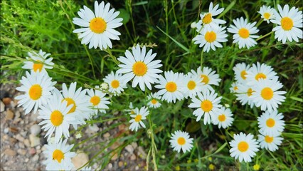 Fototapeta premium Daisies with white petals and yellow centers thriving in green grass near gravel pathway