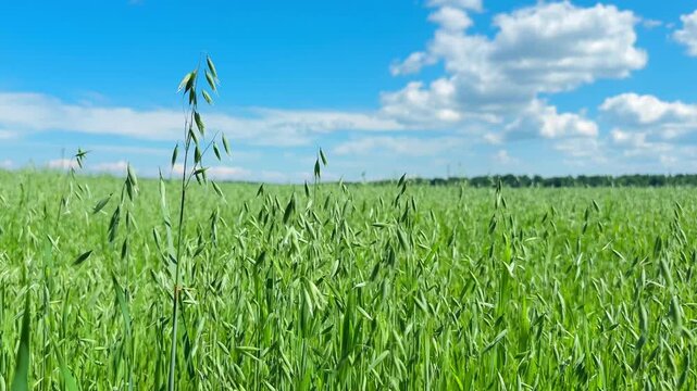 Tall green oat grass sways gently in the midday sun under a bright blue sky.