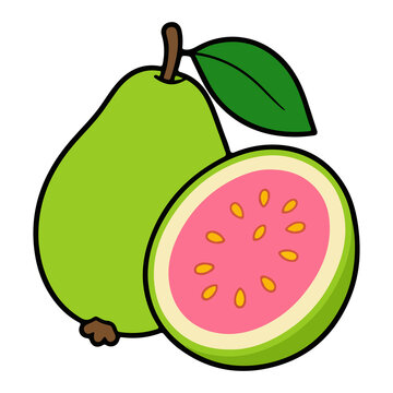 Guava fruit vector illustration