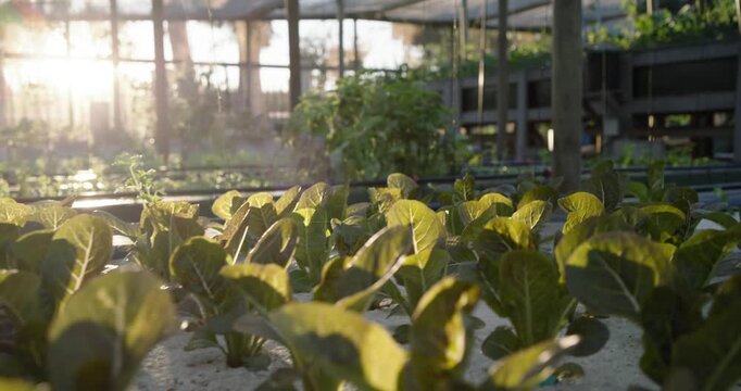 Low-angle camera pushing forward and rising, revealing dense hydroponic seedlings backlit by sun