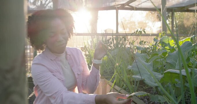 After camera clears post midadult woman tending planter in greenhouse, inspecting plants for health