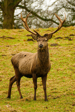 Red Deer Stag with Antlers Studley Royal England
