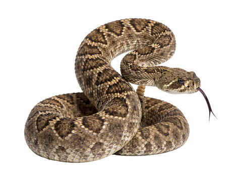Coiled Rattlesnake With Flicking Tongue On White Background