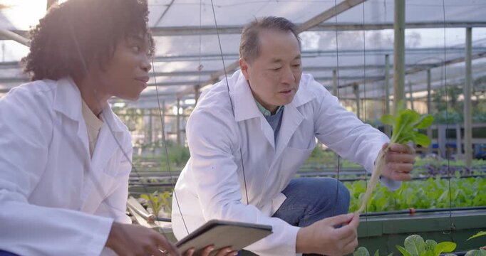 Asian senior scientist handling seedling mentoring African assistant recording tablet in greenhouse