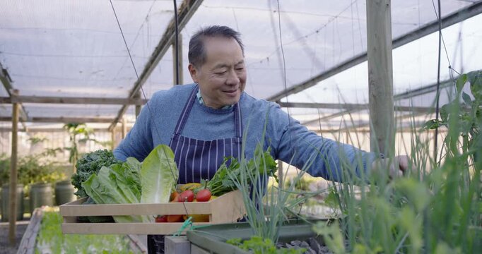 Senior Chinese man spotting ripe onions, holding crate and plucking greens to harvest in greenhouse