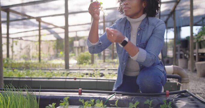 African woman kneeling at greenhouse tray reaching, lifting seedling, checking roots for potting