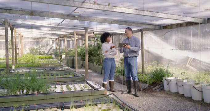 Diverse coworkers checking irrigation beds in covered greenhouse after tablet alert, copy space