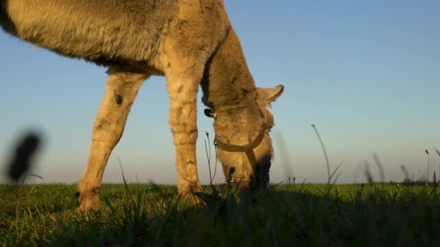 A low-angle view of a donkey with light brown fur grazing in a grassy meadow. The scene captures the warm glow of the golden hour against a backdrop of a clear blue sky.