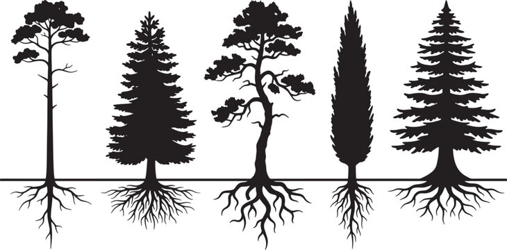 Set of coniferous tree silhouettes with visible root systems isolated on white background for graphic design