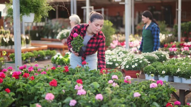Young woman buyer chooses geranium in pot in flower shop