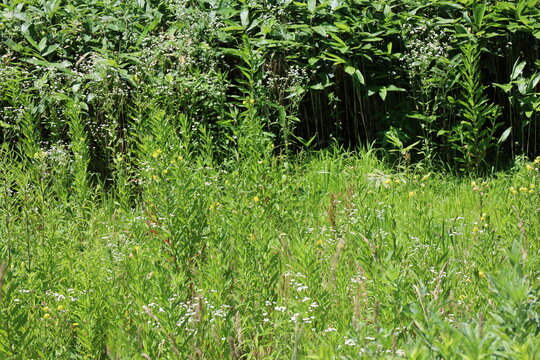 A field in the summer