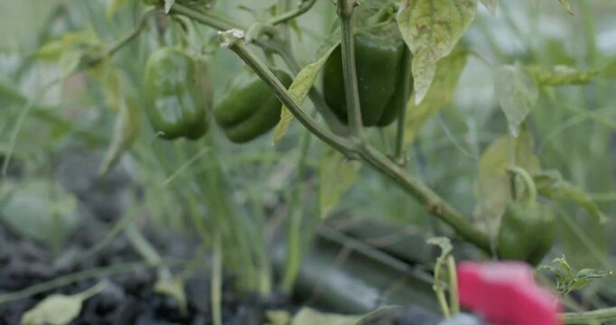 Spigot is releasing water, wetting soil and is nourishing green peppers on branch in greenhouse bed