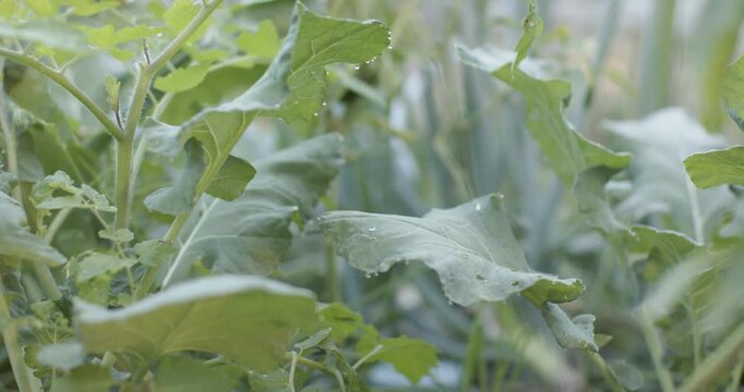 Green leaves are swaying, breeze moving, camera pulling back revealing dew on edges in garden