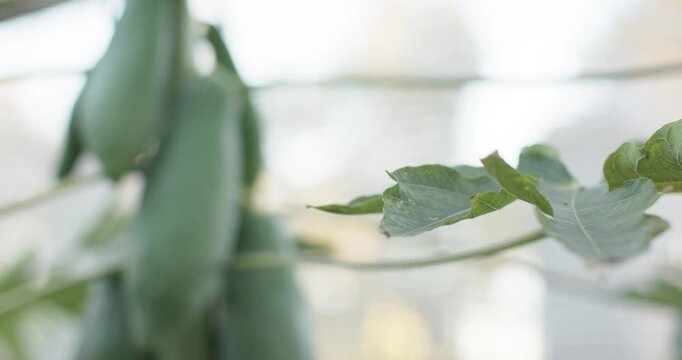Camera is pulling back, focusing and revealing clustered unripe green papayas on stem in greenhouse