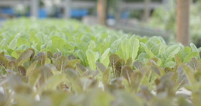 Camera is shifting focus on propagation bench toward front lettuce seedlings to reveal leaf detail