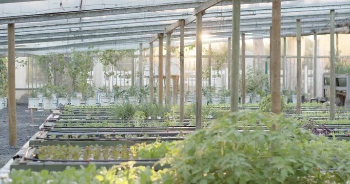 Camera is approaching greenhouse bench, bringing dense leafy mound into sharp focus to assess crop