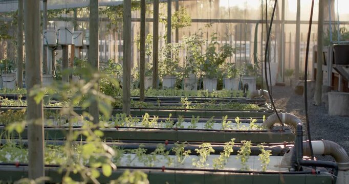 Camera is moving forward and right, revealing planter troughs with seedlings backlit by low sun