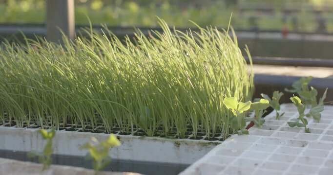 Seedling tray is swaying in greenhouse as sunlight shifts, revealing dewy blades for propagation