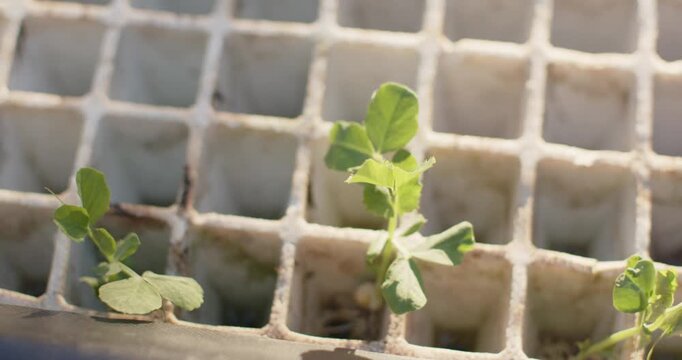 Camera is tilting and shifting focus, showing central seedling roots in plastic tray under sunlight