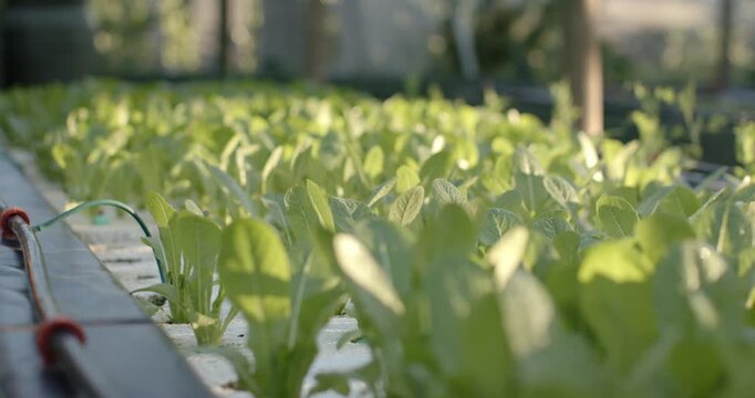 Camera is shifting focus, revealing lettuce on hydroponic raft with irrigation line and red clips