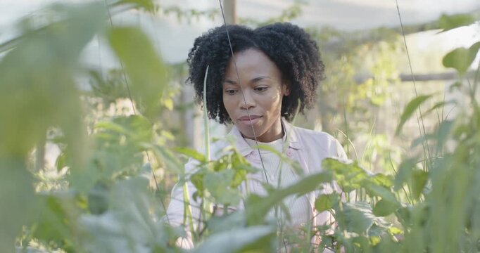 Mid adult African woman in apron checking trellis in greenhouse following sun, checking growth