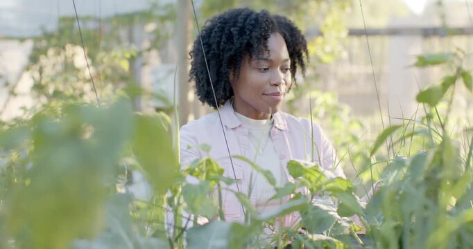 African American woman framed by trellis scanning parting checking plants in garden under warm sun